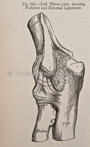 Ligaments and Tendons